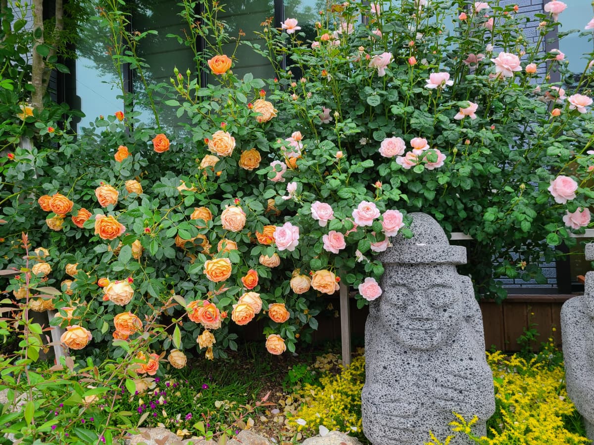 하늘빛바다펜션 봄 아침 노랑·살구빛 장미와 돌 조형물이 어우러져 아기자기한 분위기를 만드는 정원 한켠