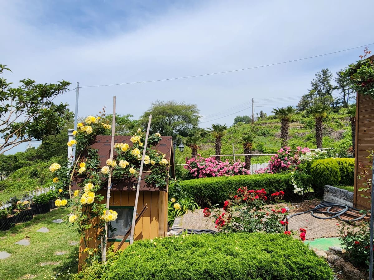 하늘빛바다펜션 봄 아침 노란·붉은 장미가 만개한 정원 한가운데 작은 나무집