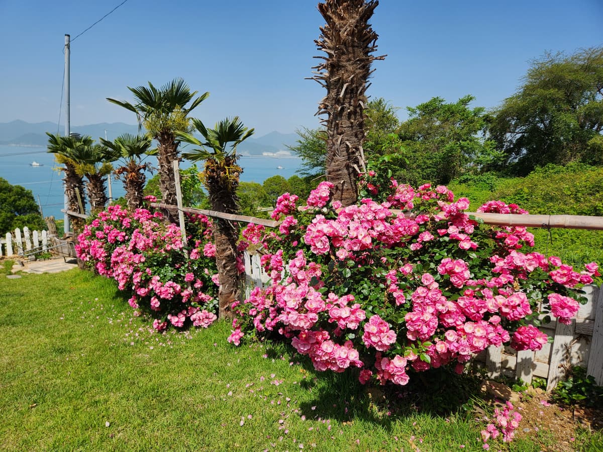 하늘빛바다펜션 봄 아침 야자수와 분홍 장미가 길게 이어진 산책로가 바다 풍경과 어우러진 이국적인 정원