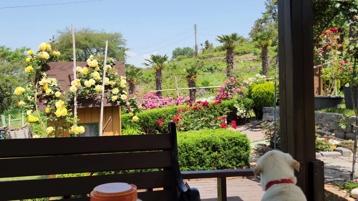 하늘빛바다펜션 봄 아침 꽃 화분 사이에서 정원을 바라보는 강아지