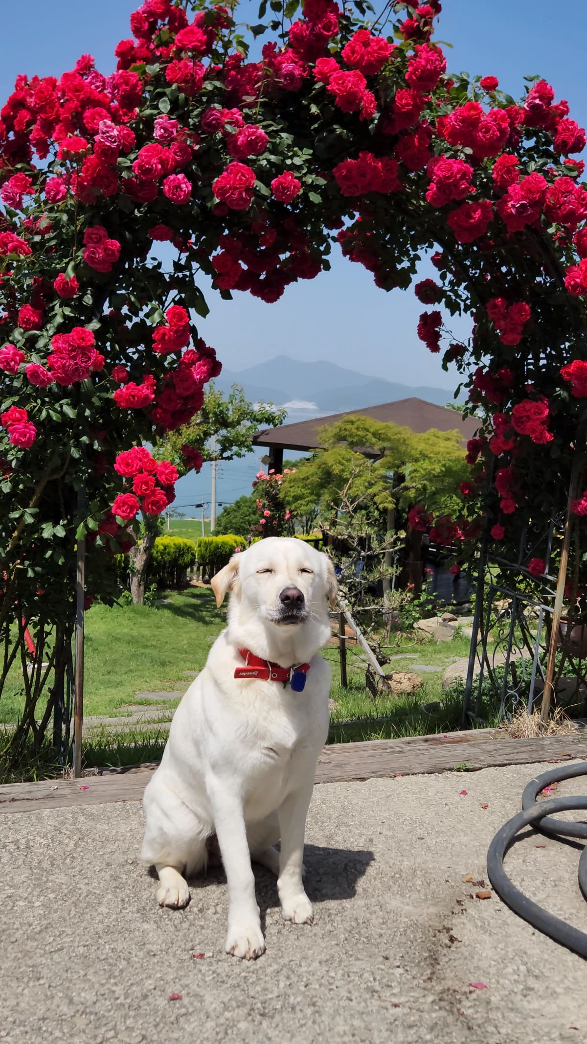 하늘빛바다펜션 봄 아침 붉은 장미 아치 아래 앉아 햇살을 즐기는 강아지