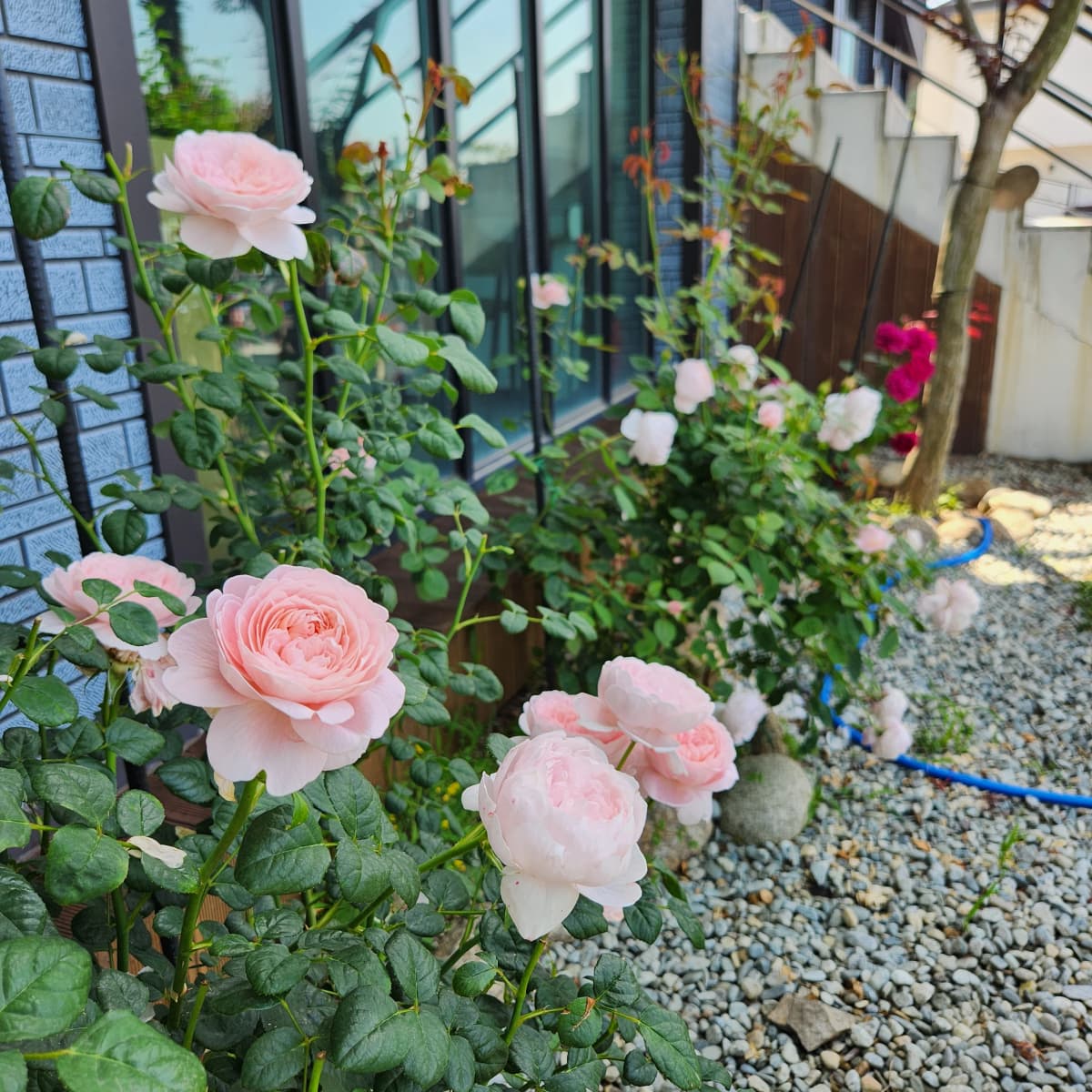 하늘빛바다펜션 봄 아침 연분홍 장미