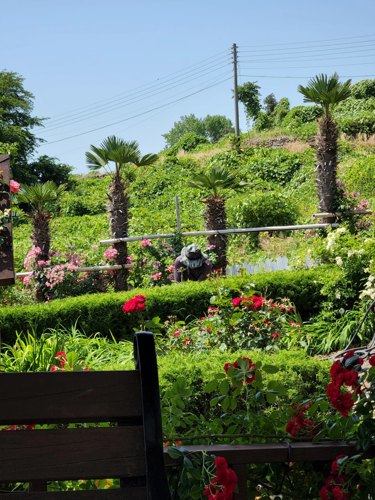 하늘빛바다펜션 초여름 낮 울창한 장미와 야자수 사이에서 정성스럽게 가꿔지는 정원의 일상적인 모습
